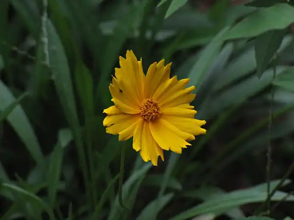 Photo of Coreopsis auriculata (Coreopsis auriculatas)