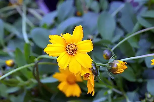 Photo of Coreopsis auriculata (Coreopsis auriculatas)