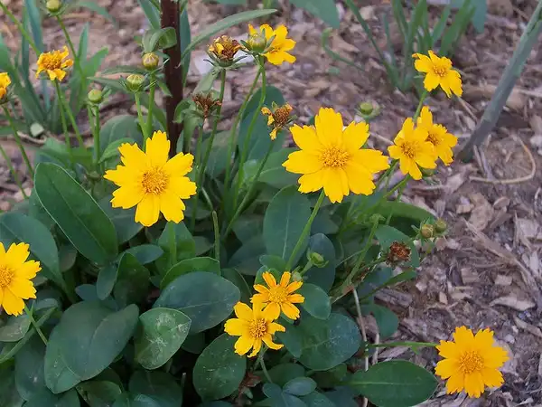 Photo of Coreopsis auriculata - leaves and flowers:Patrick Standish