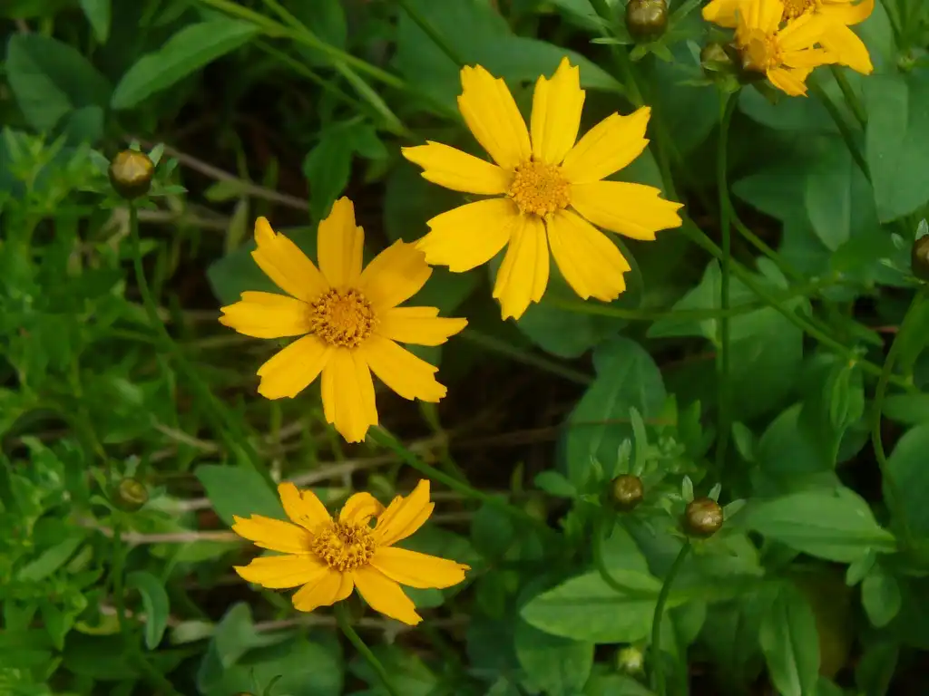 Photo of Coreopsis auriculata - flowers in spring in Moore County:Susan Strine