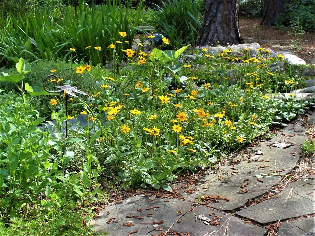 Photo of Coreopsis auriculata - form in the landscape in spring in Moore County:Susan Strine