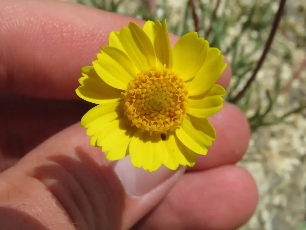 Photo of Coreopsis californica (Coreopsis californicas)