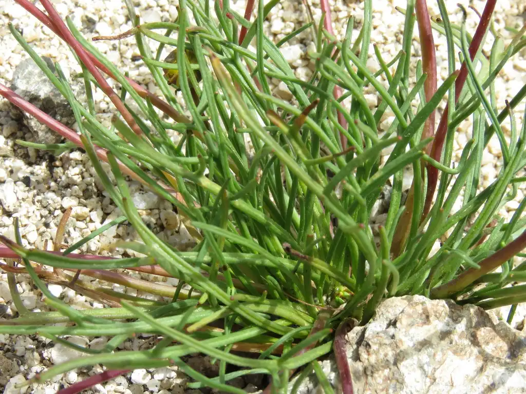 Photo of Coreopsis californica (Coreopsis californicas)