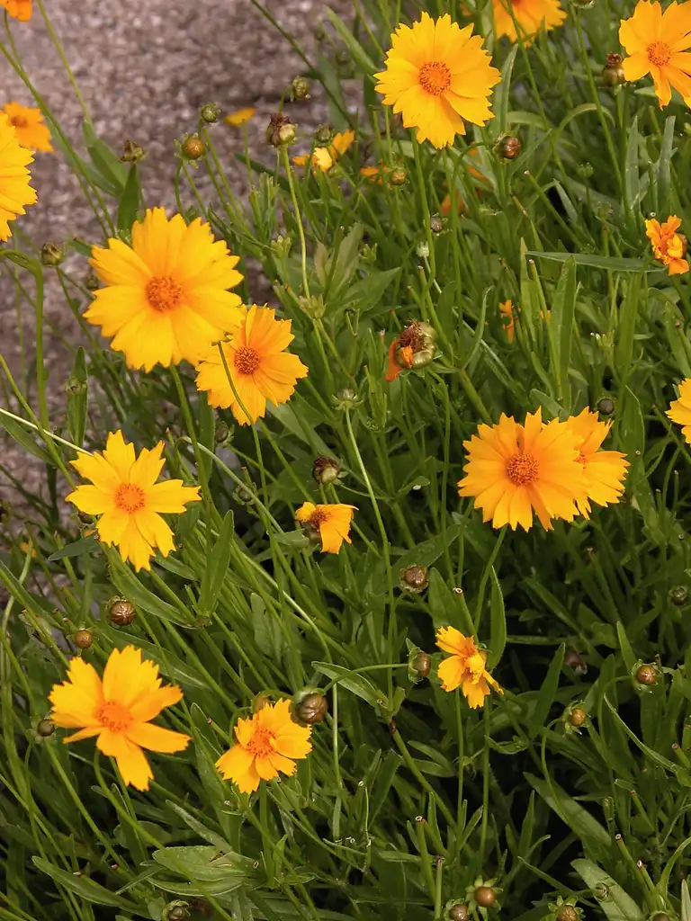 Foto de Coreopsis grandiflora (Coreopsis grandifloras)