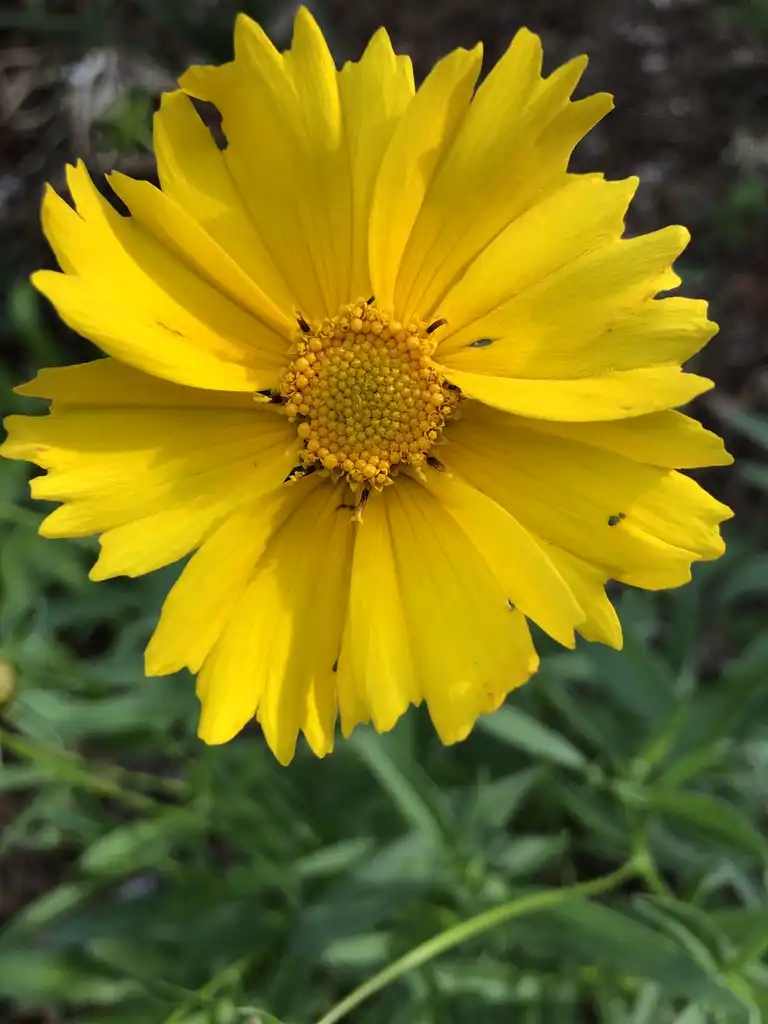 Foto de Coreopsis grandiflora (Coreopsis grandifloras)
