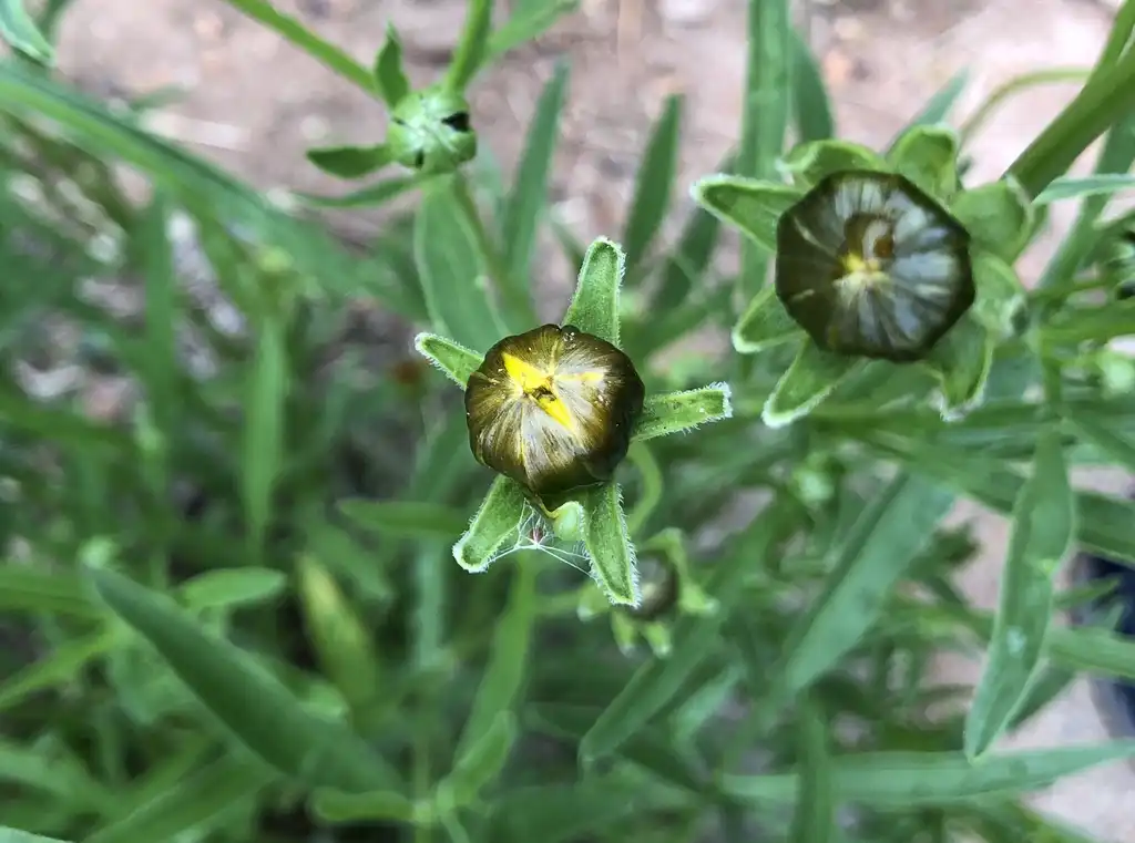Foto de Coreopsis grandiflora - Flower Buds (Wake County,NC)-May:Cathy Dewitt