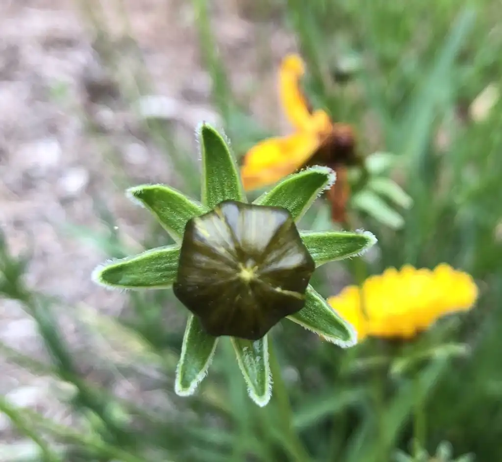 Foto de Coreopsis grandiflora - Flower Bud Close-up (Wake County, NC):Cathy Dewitt