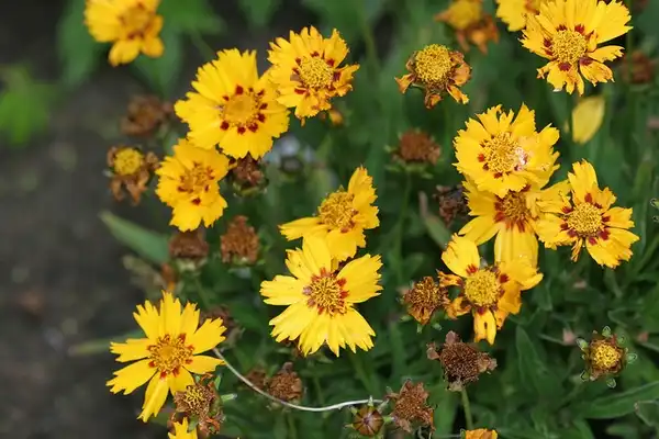 Photo of Coreopsis lanceolata (Coreopsis lanceolatas)