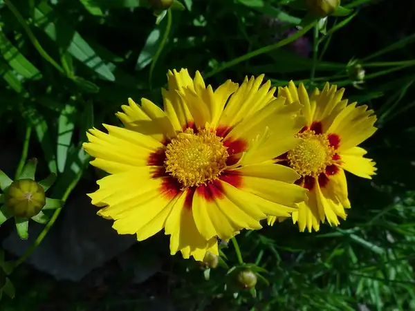 Photo of Coreopsis lanceolata (Coreopsis lanceolatas)