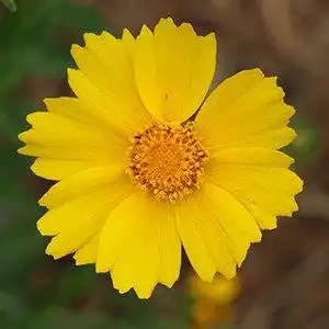 Photo of Coreopsis lanceolata - Bloom detail:Debbie Roos