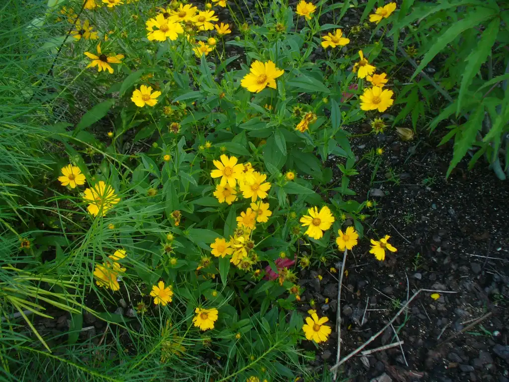 Photo of Coreopsis lanceolata - leaves and flowers in summer in Moore county:Susan Strine