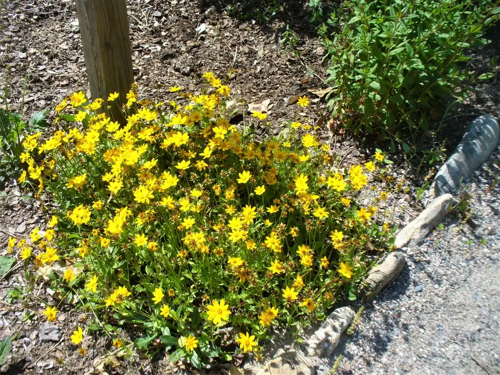 Photo of Coreopsis lanceolata - leaves and flowers in summer in Moore county:Susan Strine