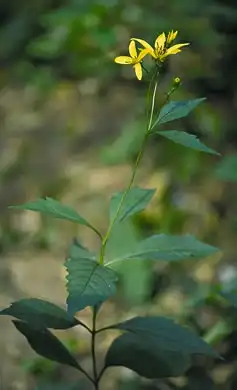 Foto de Coreopsis latifolia (Coreopsis latifolias)