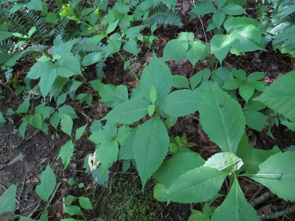 Foto de Coreopsis latifolia - Native habitat:Evan M. Raskin