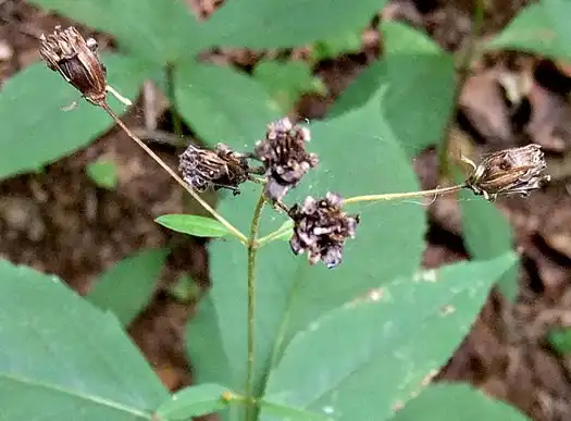 Foto de Coreopsis latifolia - Seeds:Sam Pratt