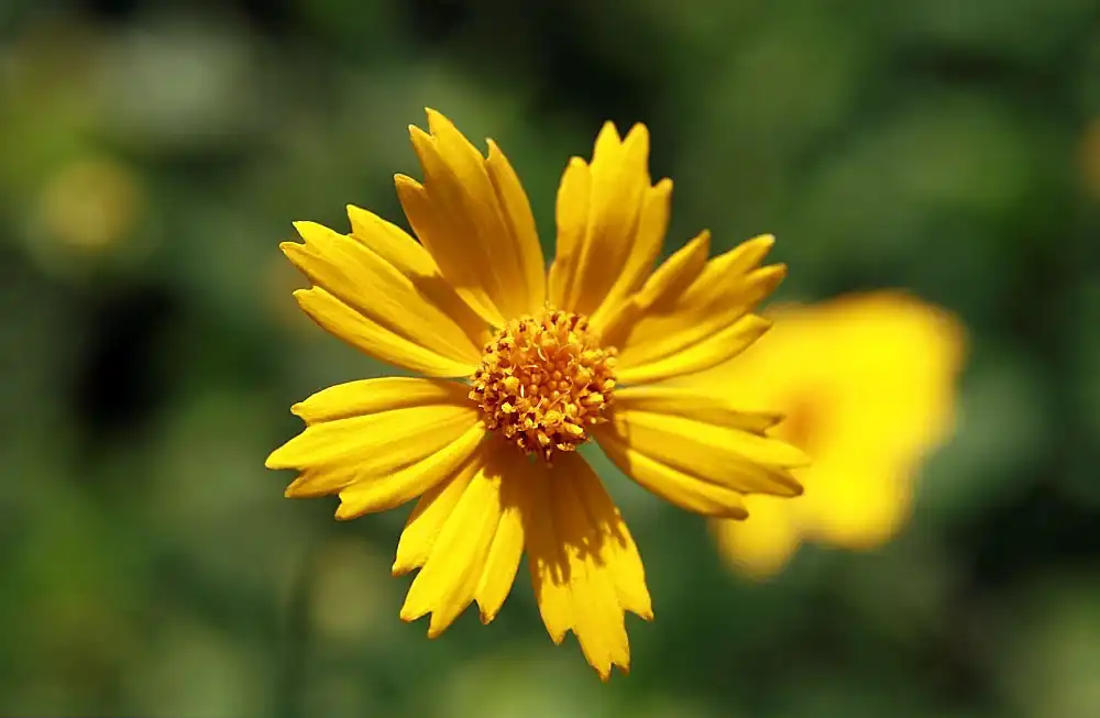 Photo of Coreopsis pubescens 'Sunshine Superman' (Coreopsis pubescens 'Sunshine Superman's)