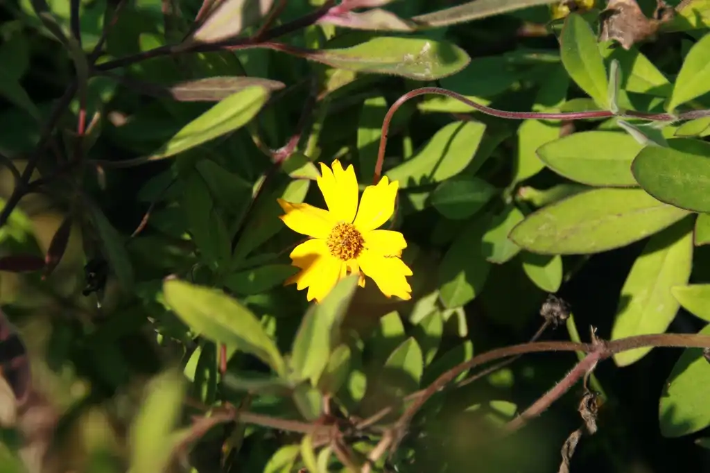 Photo of Coreopsis pubescens 'Sunshine Superman' (Coreopsis pubescens 'Sunshine Superman's)