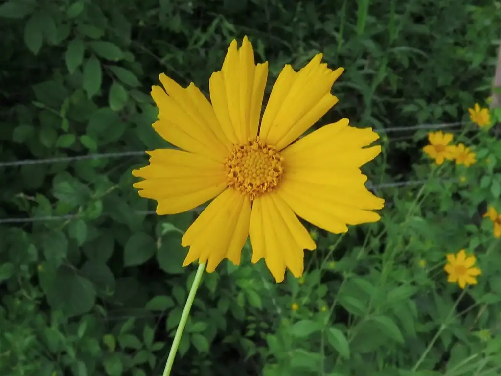 Photo of Coreopsis pubescens (Coreopsis pubescenss)