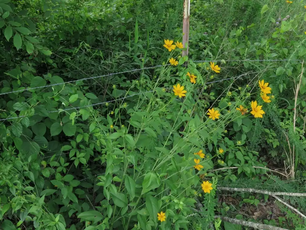 Photo of Coreopsis pubescens (Coreopsis pubescenss)