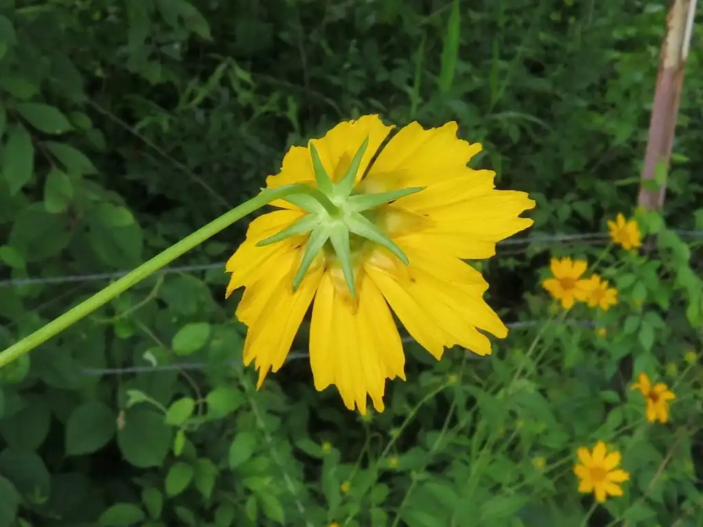 Photo of Coreopsis pubescens - Back of flower:jim_keesling