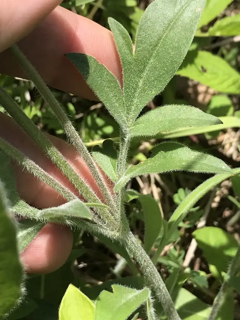 Photo of Coreopsis pubescens - Downy leaves and stem:Cooper Breeden