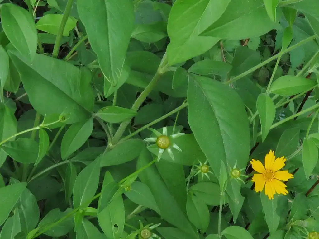 Photo of Coreopsis pubescens - Leaves, flower, bud and stems:jim_keesling