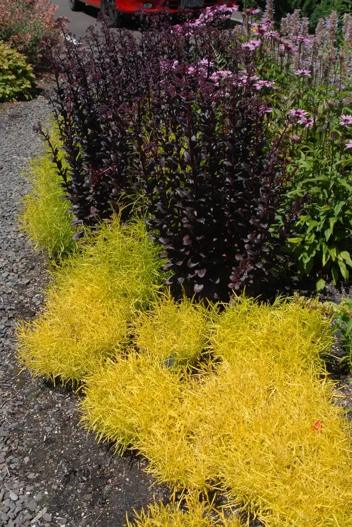 Photo of Coreopsis 'Strawberry Lemonade' PP18299 (Coreopsis 'Strawberry Lemonade' PP18299s)