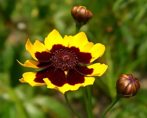 Foto de Coreopsis tinctoria (Coreopsis tinctorias)