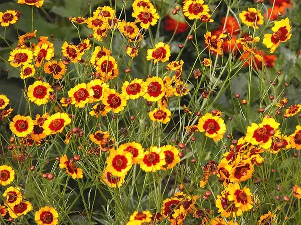 Foto de Coreopsis tinctoria (Coreopsis tinctorias)
