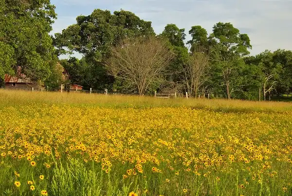 Foto de Coreopsis tinctoria - :dbarroness