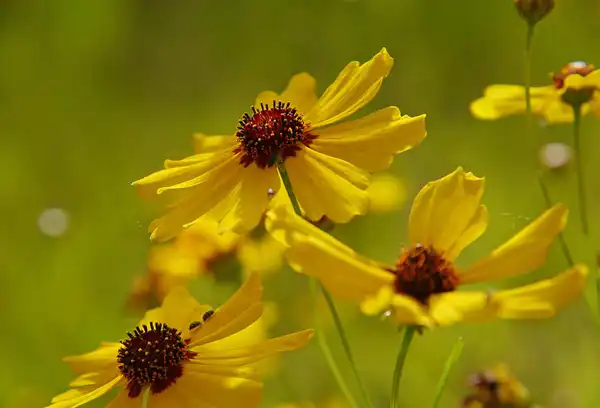 Foto de Coreopsis tinctoria - :Thayn Tuason