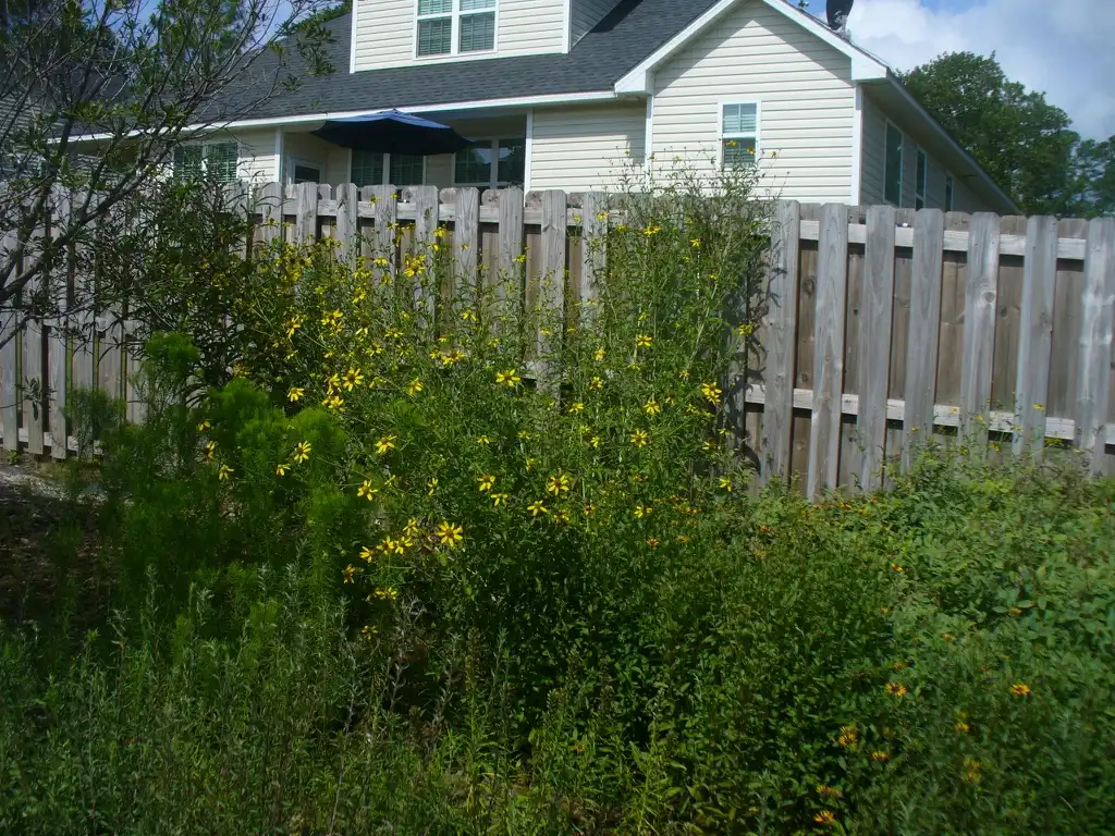 Фото Coreopsis tripteris (Coreopsis tripteriss)