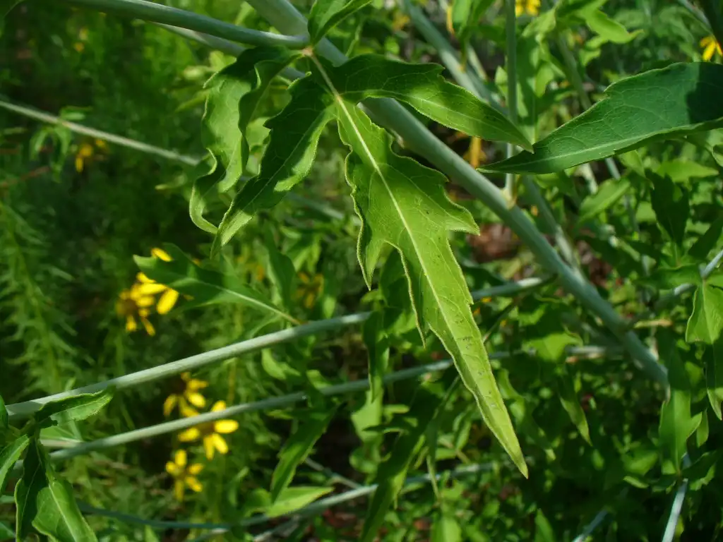 Фото Coreopsis tripteris - close up of leaf (summer in Moore county):Susan Strine