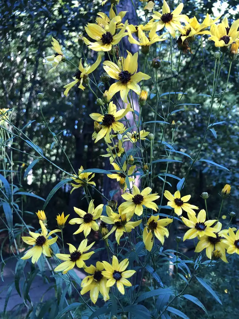 Фото Coreopsis tripteris - Flowers (Wake County,NC):Cathy Dewitt