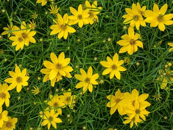 Фото Coreopsis verticillata (Coreopsis verticillatas)
