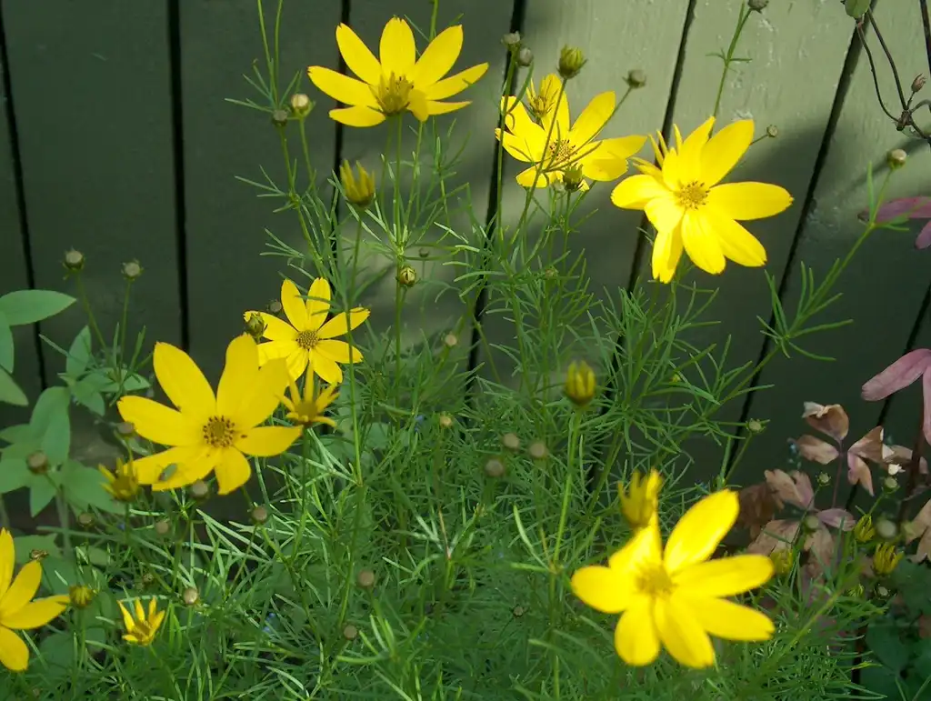 Фото Coreopsis verticillata (Coreopsis verticillatas)