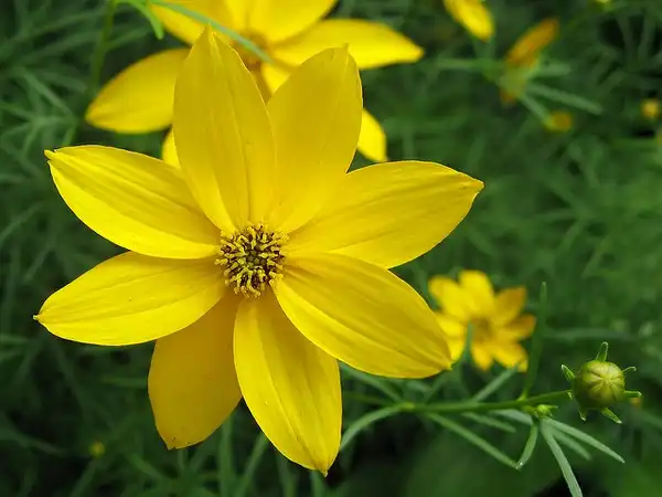 Фото Coreopsis verticillata - Coreopsis verticillata bloom:Shihmei Barger