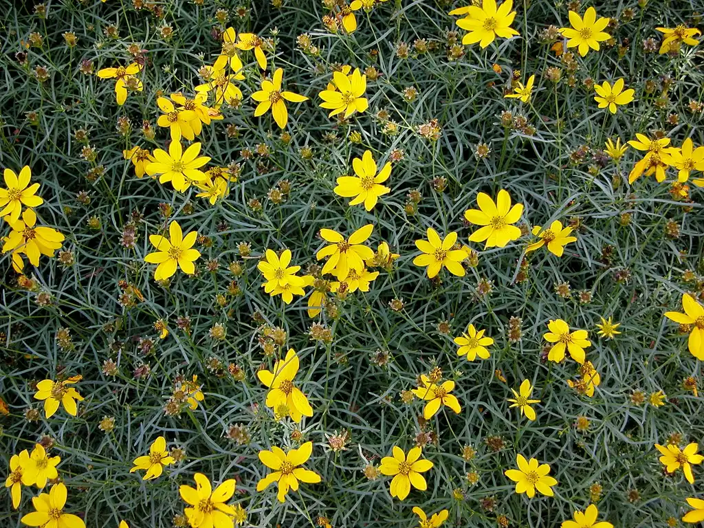 Фото Coreopsis verticillata - Flowers leaves, seed heads:Carl Lewis