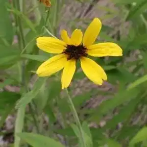Фото Coreopsis verticillata - 'Moonbeam':Debbie Roos