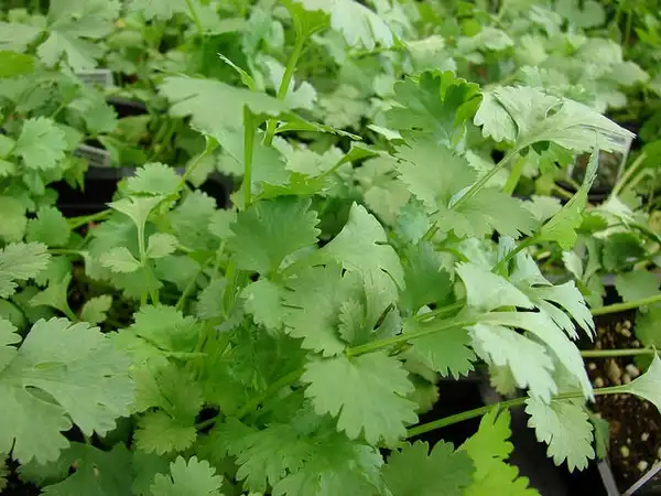 Photo of Coriandrum sativum (Coriandrum sativums)
