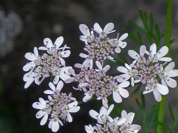 Photo of Coriandrum sativum (Coriandrum sativums)