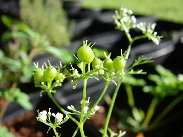 Photo of Coriandrum sativum - Coriandrum sativum:Forest and Kim Starr
