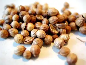 Photo of Coriandrum sativum - Coriandrum sativum:ZoyaChubby