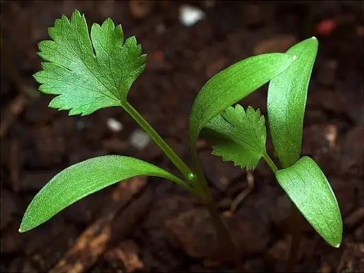 Photo of Coriandrum sativum - Coriandrum sativum:Jose Camba