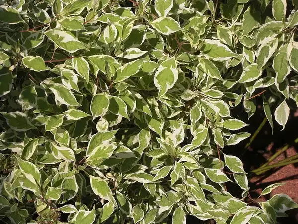 Foto de Cornus alba 'Argenteo-marginata' (Cornus alba 'Argenteo-marginata's)