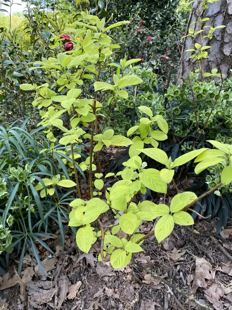 Фото Cornus alba 'Byboughen' NEON BURST (Cornus alba 'Byboughen' NEON BURSTs)