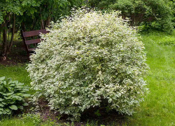 Photo of Cornus alba (Cornus albas)
