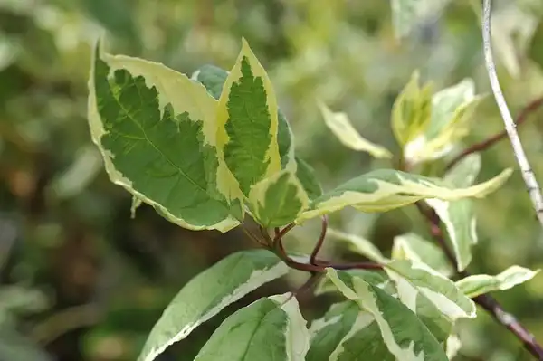 Photo of Cornus alba (Cornus albas)