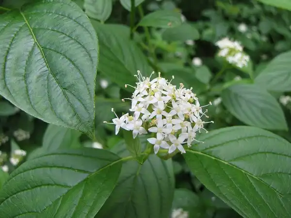 Photo of Cornus alba - Cornus alba:Kari Pihlaviita