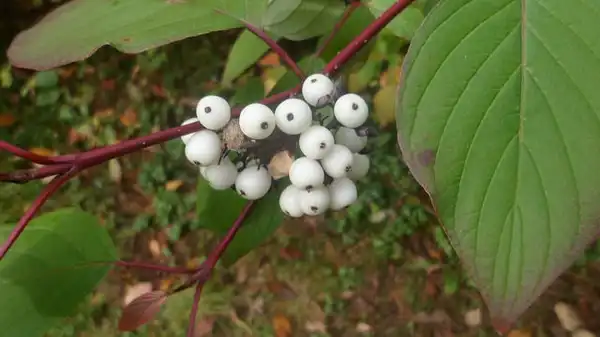Photo of Cornus alba - White berries:Nathanael Drayton